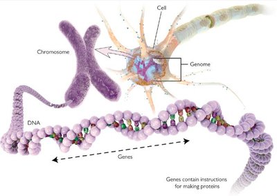 Heritability scale and explanation