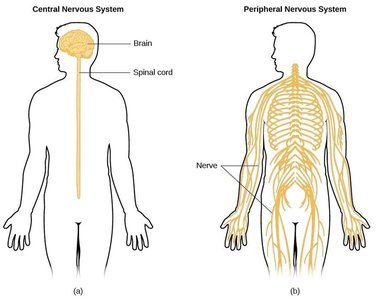 Diagram of Central and Peripheral Nervous System