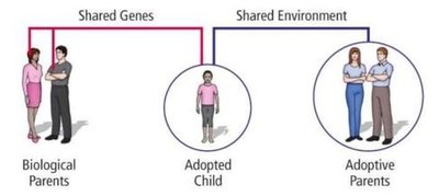 Diagram of adoption study design