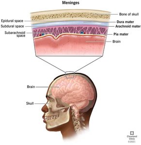 Diagram of the meninges and brain protection