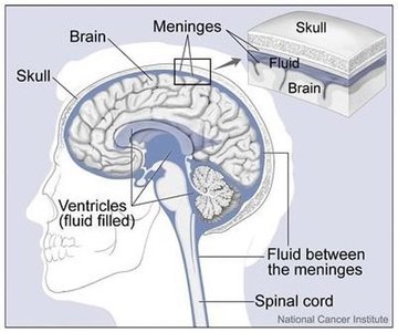 Diagram of brain, meninges, and cerebrospinal fluid