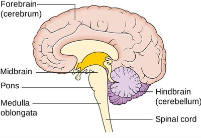 Diagram of forebrain, midbrain, and hindbrain
