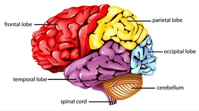 Labeled diagram of the brain's lobes