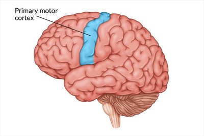 Primary motor cortex highlighted in the brain