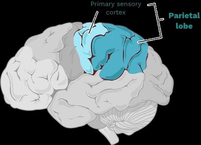 Primary sensory cortex in the parietal lobe