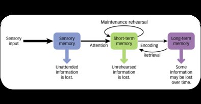 The modal model of memory: sensory, short-term, and long-term memory