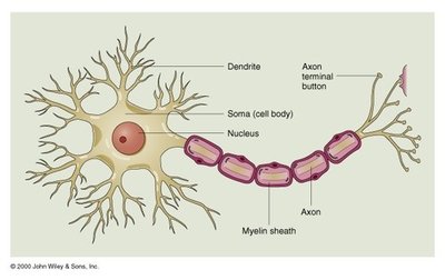 Labeled diagram of a neuron