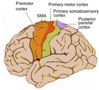 Labeled brain showing motor and somatosensory cortex