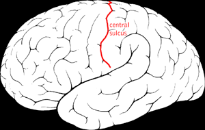 Central sulcus on the brain