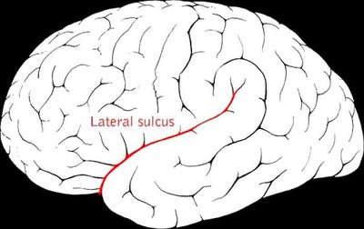 Lateral sulcus on the brain