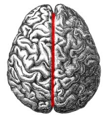 Longitudinal fissure on the brain