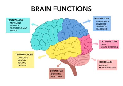 Brain functions by lobe