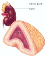 Adrenal gland anatomy