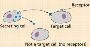 Hormone action on target cells
