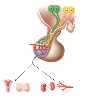 Posterior pituitary hormone targets