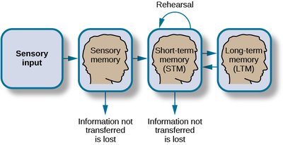 Atkinson-Shiffrin model of memory stages