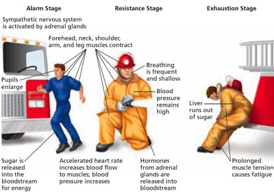 General Adaptation Syndrome stages