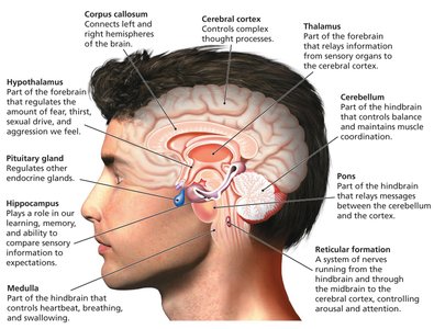 Major structures of the human brain
