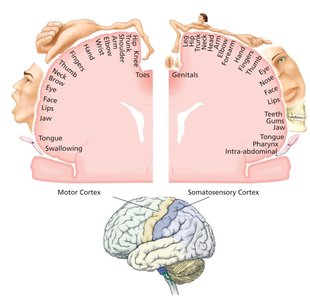 Motor and somatosensory cortex