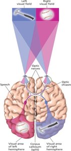 Split-brain research diagram