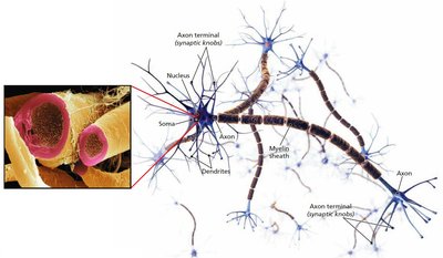 Structure of the neuron