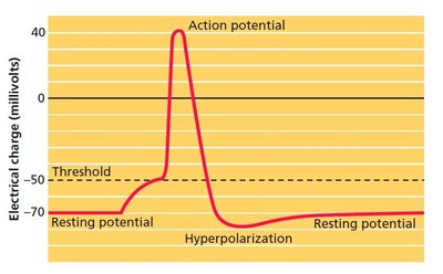Action potential graph