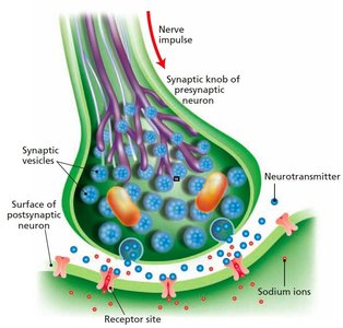 Synaptic transmission diagram
