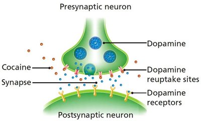 Dopamine reuptake diagram