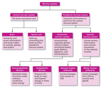 Overview of the nervous system