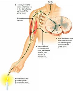 Spinal cord reflex arc