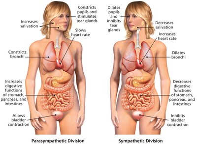 Parasympathetic and sympathetic divisions