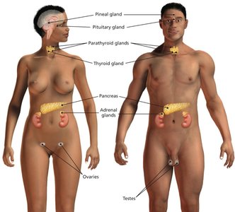 Endocrine glands in the human body