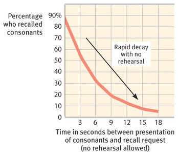 Graph showing rapid decay of short-term memory without rehearsal