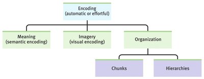 Diagram of encoding strategies: meaning, imagery, organization (chunks, hierarchies)