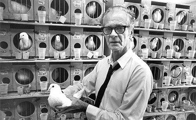 B.F. Skinner with pigeons