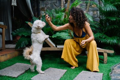 Positive Reinforcement: Giving a dog a treat for doing a trick