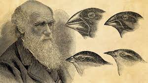Darwin and finches illustrating natural selection