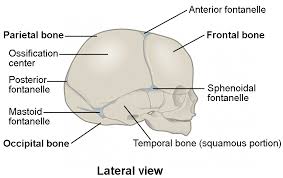 Lateral view of skull showing fibrous joints