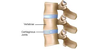 Vertebrae and cartilaginous joints