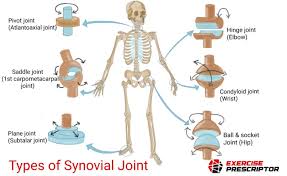 Types of synovial joints