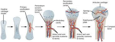 Stages of endochondral ossification