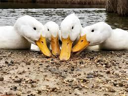 Ducks feeding together as a group