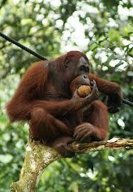 Orangutan alone in a tree