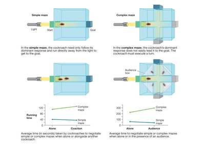 Results of cockroach maze experiments