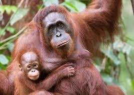Orangutan mother and baby