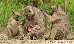 Baboons grooming each other
