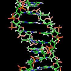 DNA structure