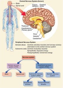 Nervous system diagram