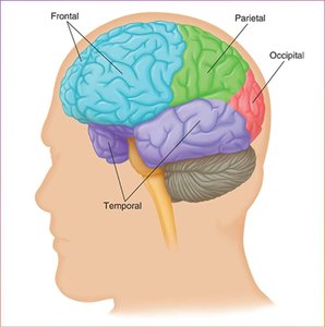 Neurotransmitter synapse diagram