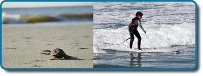 Loggerhead sea turtle hatchling and human surfer
